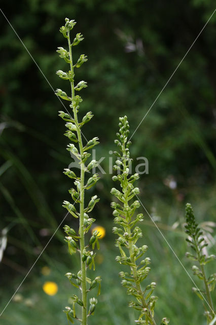 Grote keverorchis (Neottia ovata