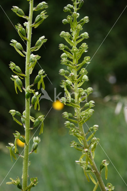 Grote keverorchis (Neottia ovata