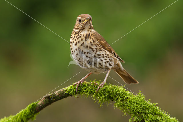 Mistle Thrush (Turdus viscivorus)