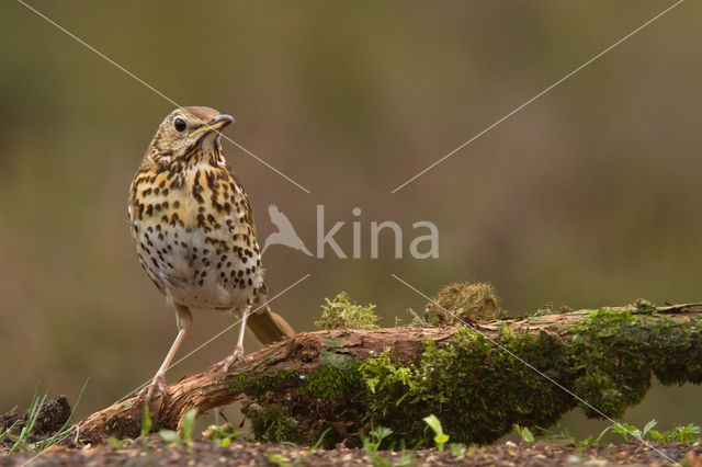 Grote Lijster (Turdus viscivorus)