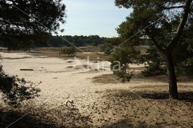 Grove den (Pinus sylvestris)