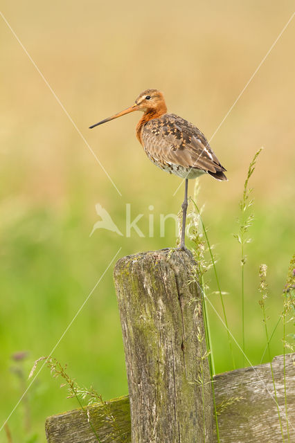 Grutto (Limosa limosa)