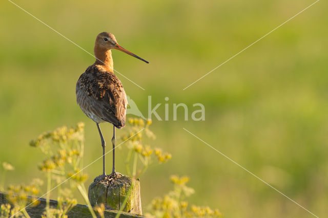 Grutto (Limosa limosa)