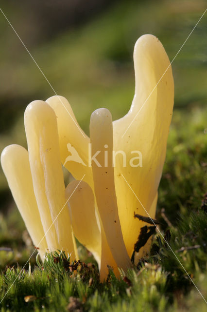 Heideknotszwam (Clavaria argillacea)