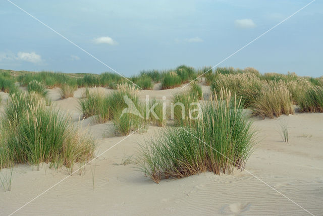 Marram (Ammophila arenaria)