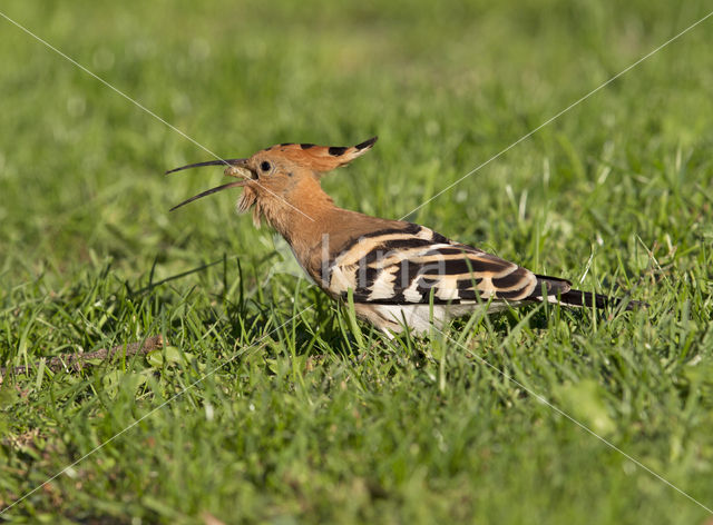 Hop (Upupa epops)