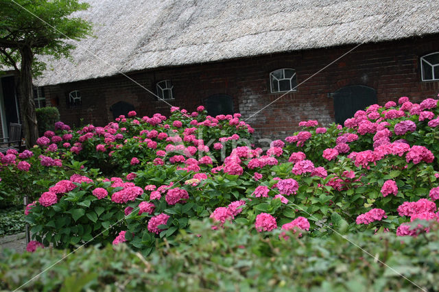 Hortensia (Hydrangea spec)