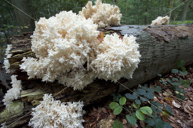 Kammetjesstekelzwam (Hericium coralloides)