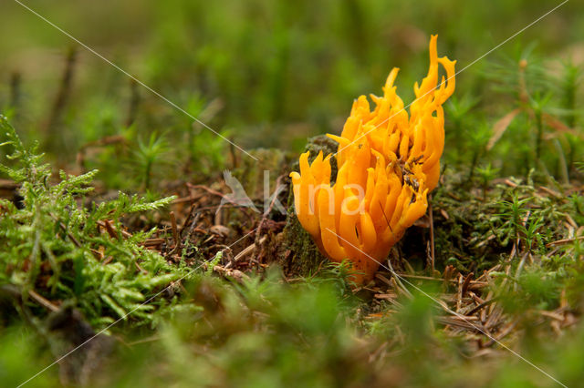 Koraalzwam (Clavulinopsis cinerioides)