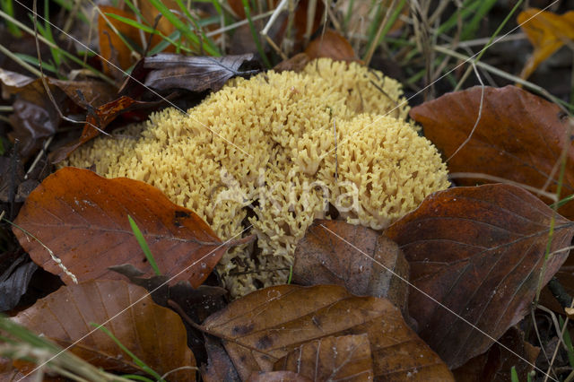 Ramaria flavoides