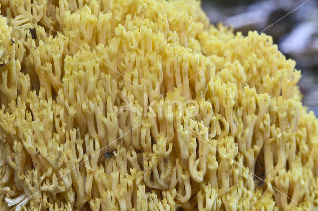 Koraalzwam (Ramaria flavoides)