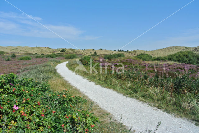 Black Crowberry (Empetrum nigrum)