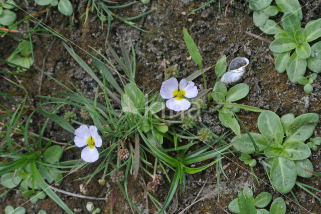 Kruipende moerasweegbree (Echinodorus repens)