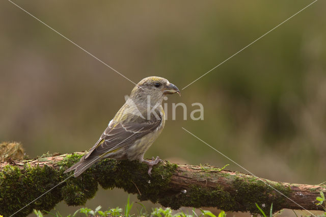 Kruisbek (Loxia curvirostra)