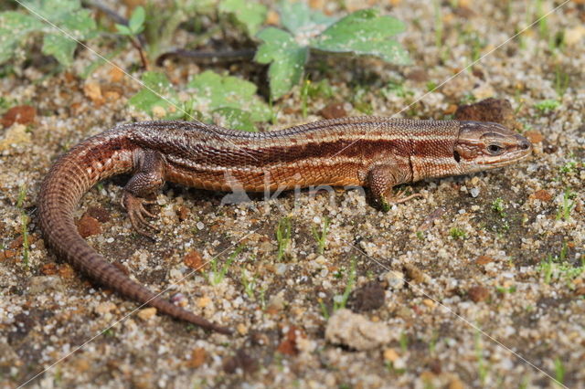 Levendbarende hagedis (Zootoca vivipara)