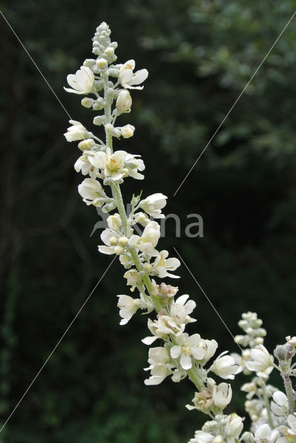 Melige toorts (Verbascum lychnitis)