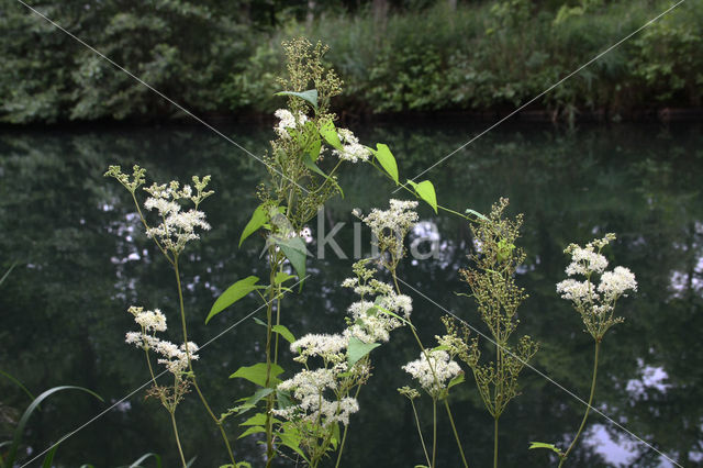 Moerasspirea (Filipendula ulmaria)