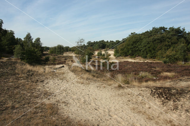 Nationaal Park Loonse en Drunense Duinen