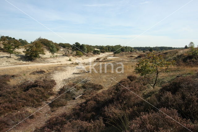 Nationaal Park Loonse en Drunense Duinen