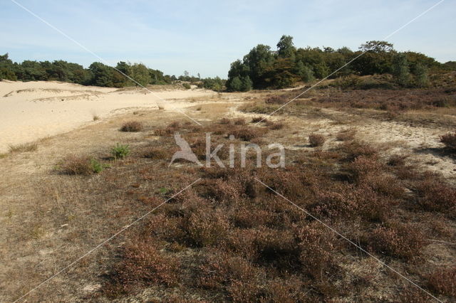 Nationaal Park Loonse en Drunense Duinen