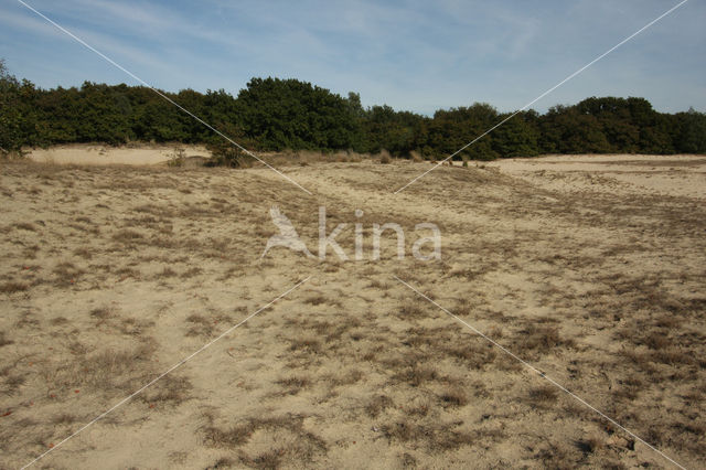 Nationaal Park Loonse en Drunense Duinen