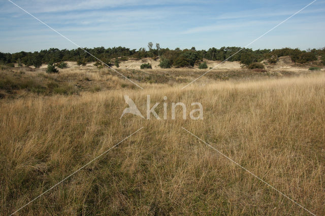 Nationaal Park Loonse en Drunense Duinen