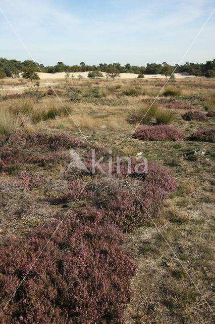 Nationaal Park Loonse en Drunense Duinen