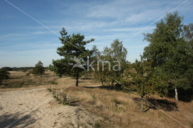 Nationaal Park Loonse en Drunense Duinen