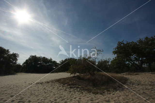 National Park Loonse en Drunense Duinen