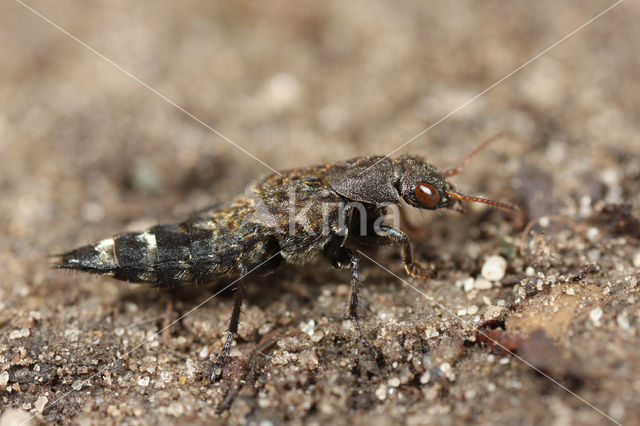 Ontholestes murinus