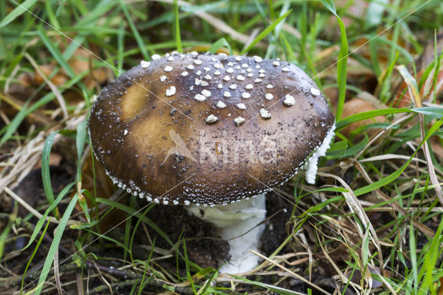 Panteramaniet (Amanita pantherina)