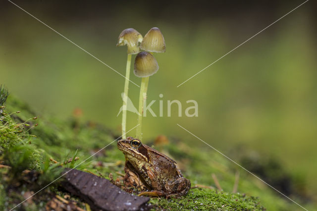 Ranzige mycena (Mycena olida)