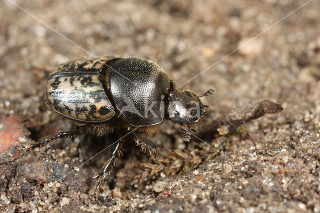 Rechthoornpillendraaier (Onthophagus nuchicornis)