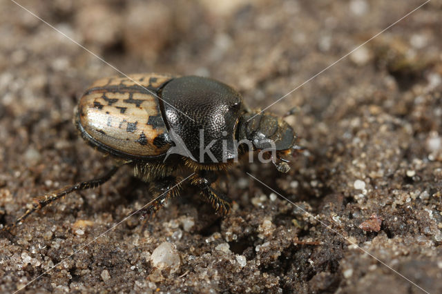 Rechthoornpillendraaier (Onthophagus nuchicornis)