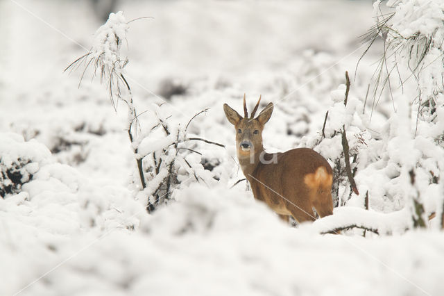 Ree (Capreolus capreolus)