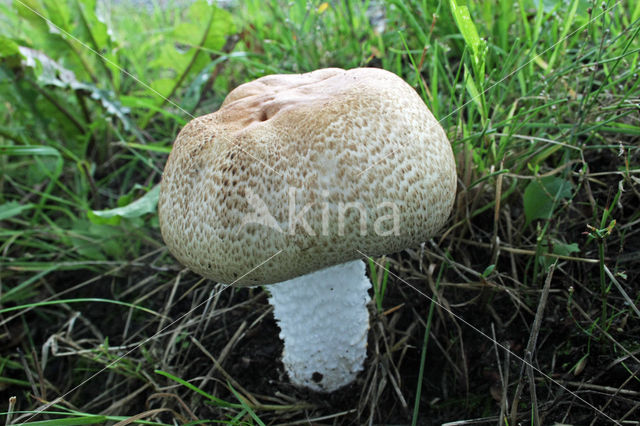 Reuzenchampignon (Agaricus augustus)