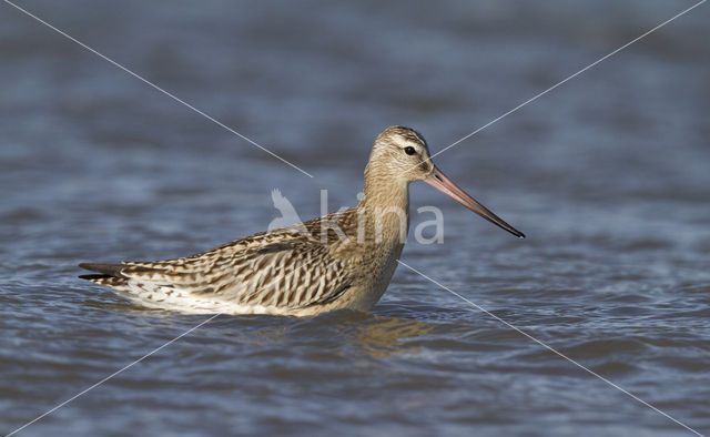 Rosse Grutto (Limosa lapponica)