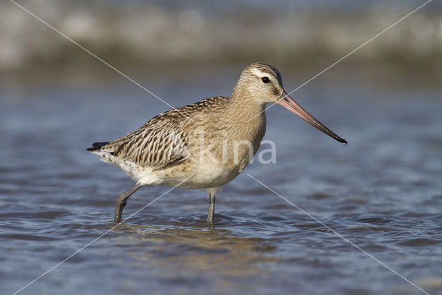 Rosse Grutto (Limosa lapponica)