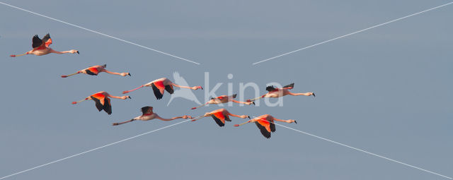 Roze flamingo (Phoenicopterus ruber)