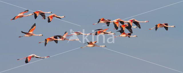 Roze flamingo (Phoenicopterus ruber)