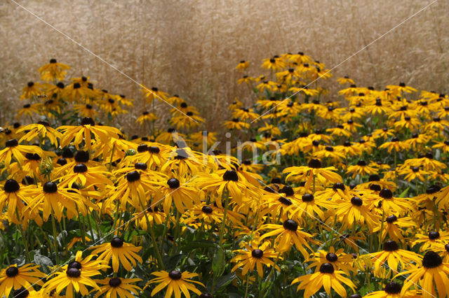 Rudbeckia (Rudbeckia)