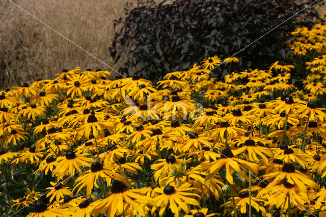 Rudbeckia (Rudbeckia)