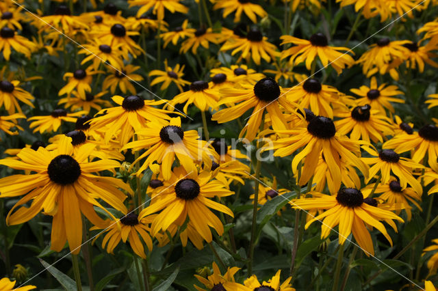 Rudbeckia (Rudbeckia)