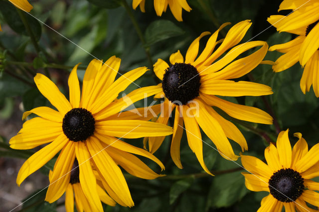 Rudbeckia (Rudbeckia)