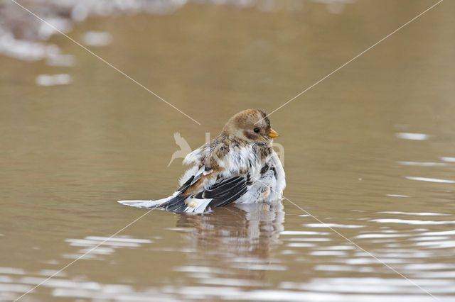 Sneeuwgors (Plectrophenax nivalis)