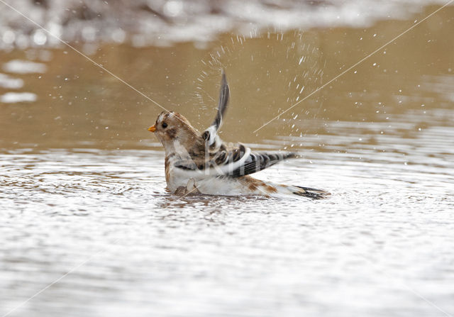 Sneeuwgors (Plectrophenax nivalis)