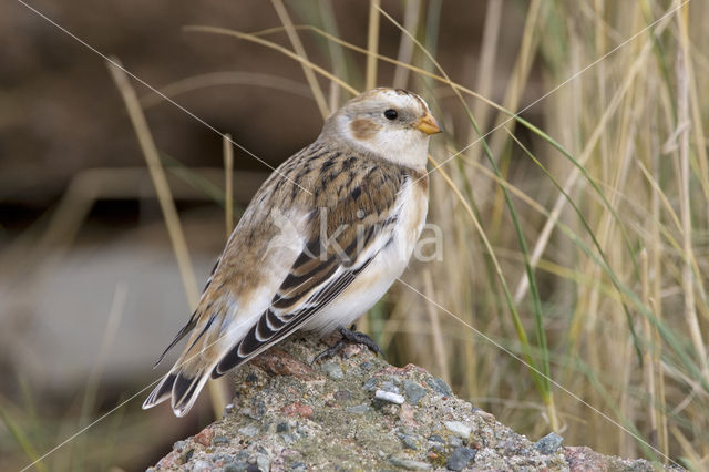 Sneeuwgors (Plectrophenax nivalis)