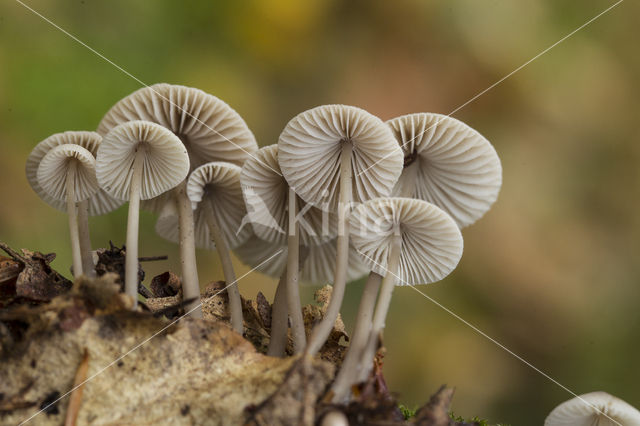 Streepsteelmycena (Mycena polygramma)