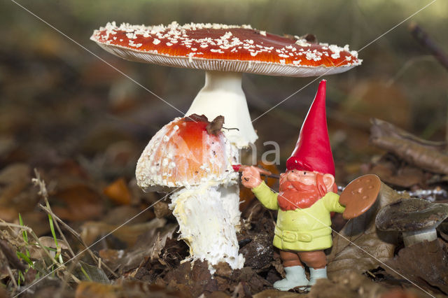 Vliegenzwam (Amanita muscaria)