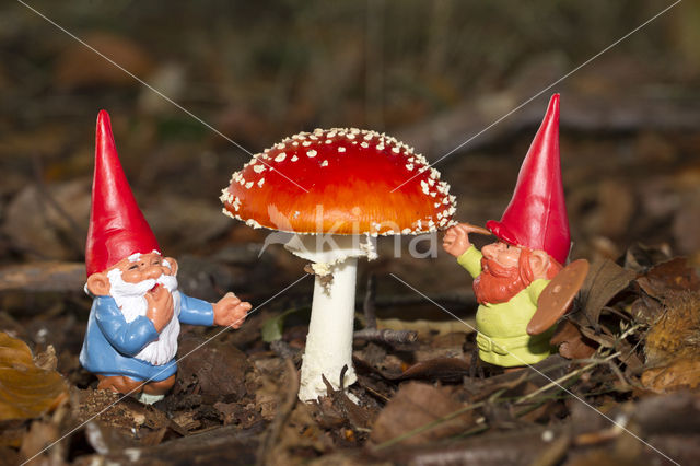 Vliegenzwam (Amanita muscaria)